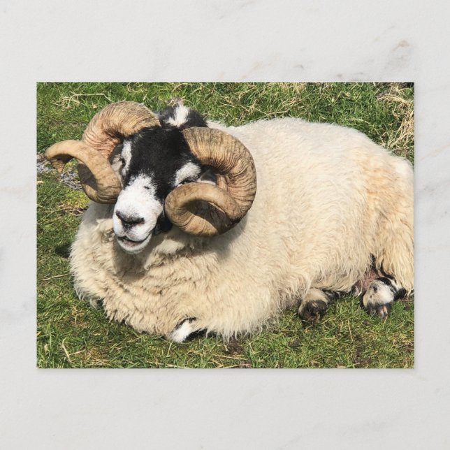Carte Postale Moutons à cornes frisées. Île d'Islay, Écosse (Devant)