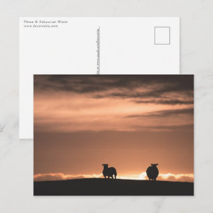Carte Postale Moutons au coucher de soleil des Lofoten