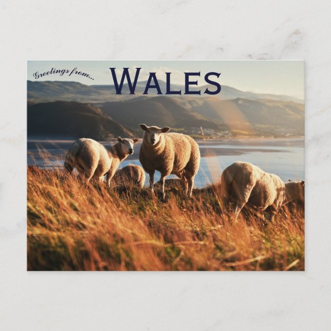 Carte Postale Moutons au pays de Galles (Devant)