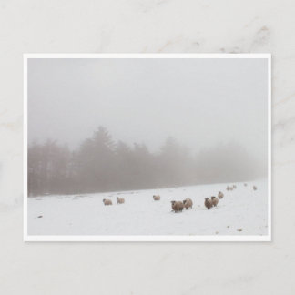 Carte Postale Moutons dans la fosse