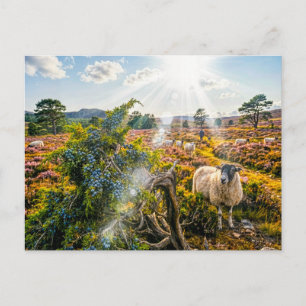 Carte Postale Moutons dans la lande avec genévrier