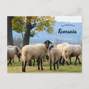 Carte Postale Moutons dans la Roumanie rurale