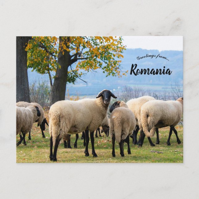 Carte Postale Moutons dans la Roumanie rurale (Devant)