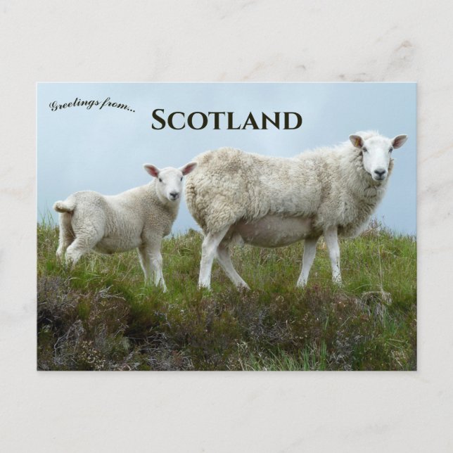 Carte Postale Moutons dans l'île de Skye en Écosse (Devant)