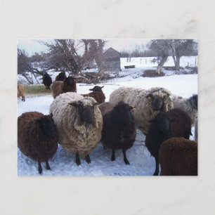Carte Postale Moutons de janvier dans la neige