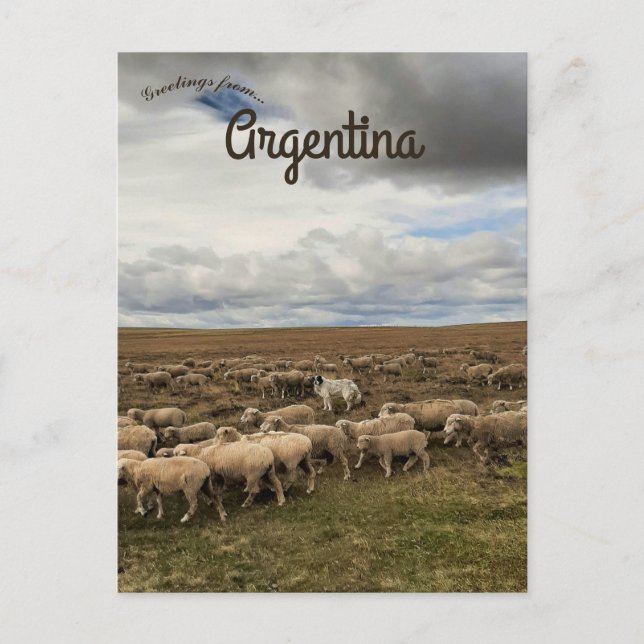 Carte Postale Moutons en Terre de Feu Argentine (Devant)