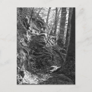 Carte Postale Moutons Herdwick, Cumbria