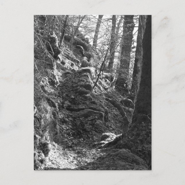 Carte Postale Moutons Herdwick, Cumbria (Devant)