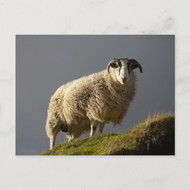 Carte Postale Moutons, presqu'île de Trotternish, île de Skye, (Devant)