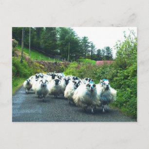 Carte Postale Moutons punk dans la péninsule de Beara Irlande