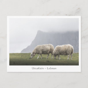 Carte Postale Moutons Uttakleiv Îles Lofoten