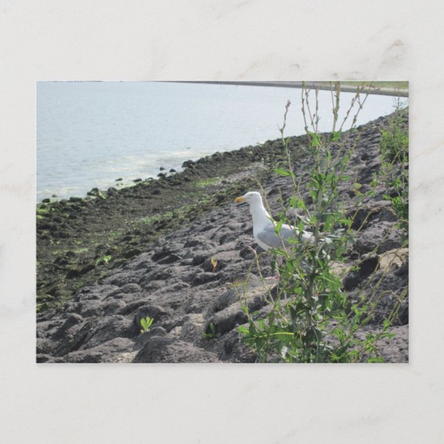 Carte Postale Möve (Devant)