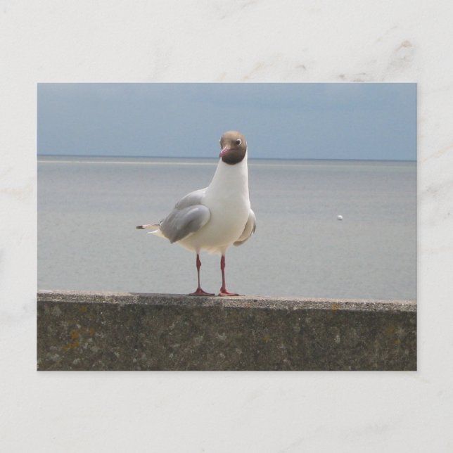 Carte Postale Möwe auf der Mauer an der Nordsee (Devant)