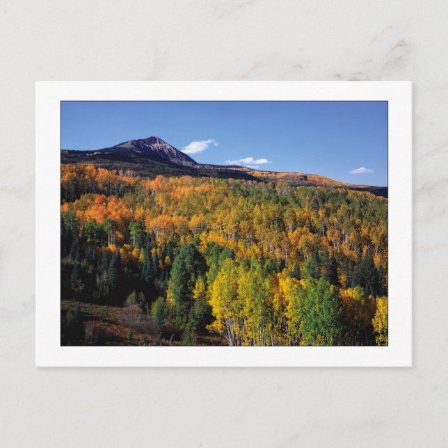 Carte Postale "Mt. Baldy - Flux d'arbres d'Aspen" (Devant)
