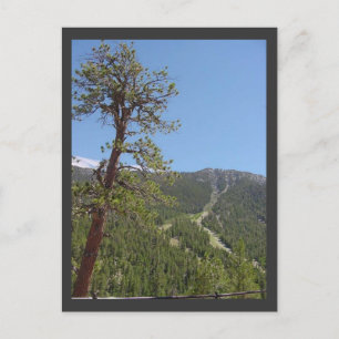 Carte postale Mt Charleston