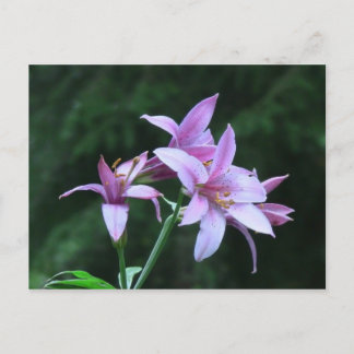 Carte Postale Mt Jefferson Oregon Flora Flower Botany Fleur sauv