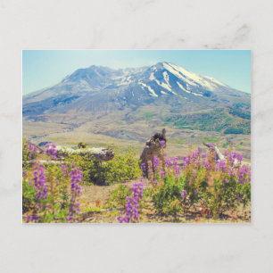 Carte Postale Mt. St. Helens