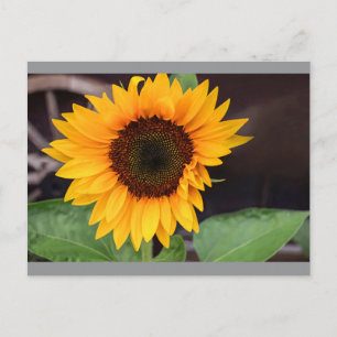 Carte Postale Mug bicolore, 45 cl
