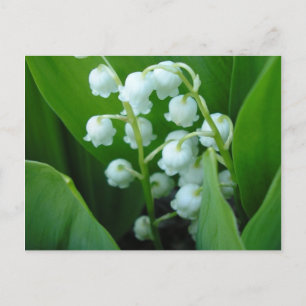 Carte Postale Muguet
