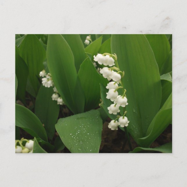 Carte Postale Muguet après la pluie (Devant)