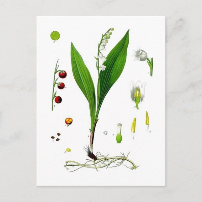 Carte Postale Muguet de mai (Devant)