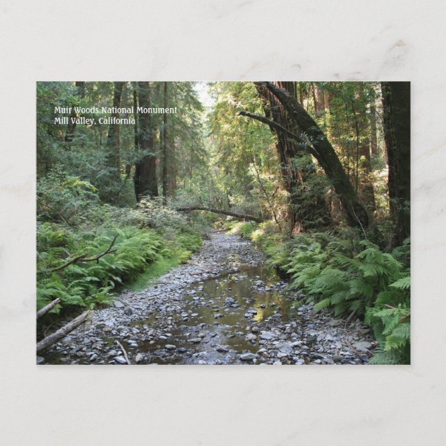 Carte postale Muir Woods (Devant)