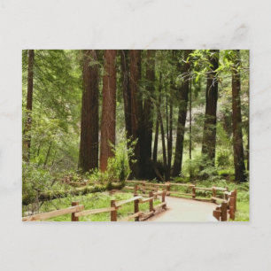 Carte Postale Muir Woods Chemin I Nature Photographie