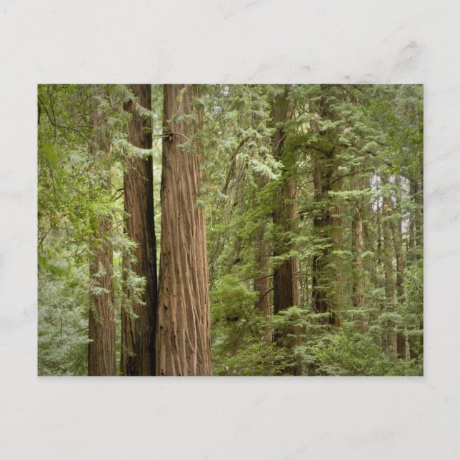 Carte Postale Muir Woods National Monument, Nord (Devant)