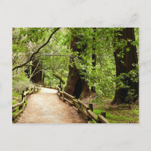 Carte Postale Muir Woods Path II Nature Photography
