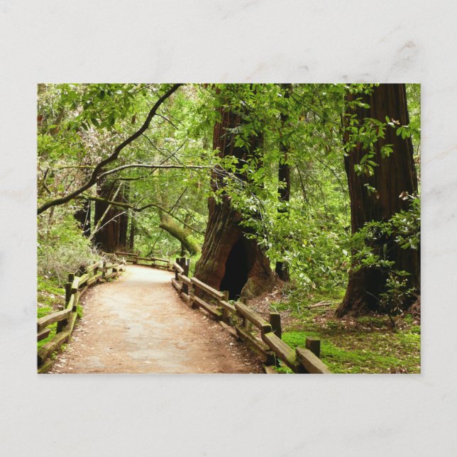 Carte Postale Muir Woods Path II Nature Photography (Devant)