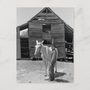 Carte Postale Mule de fermier locataire, années 1930