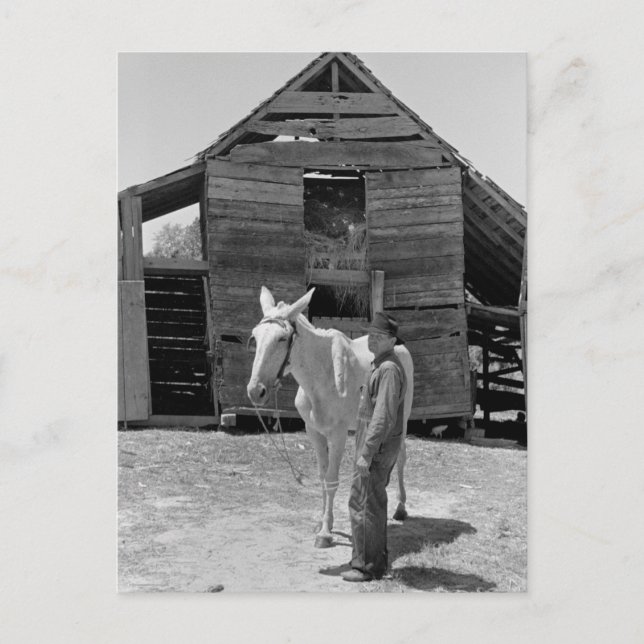 Carte Postale Mule de fermier locataire, années 1930 (Devant)