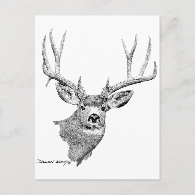 Carte Postale Mule Deer (Devant)