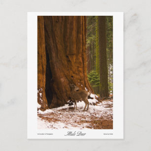 Carte postale Mule Deer