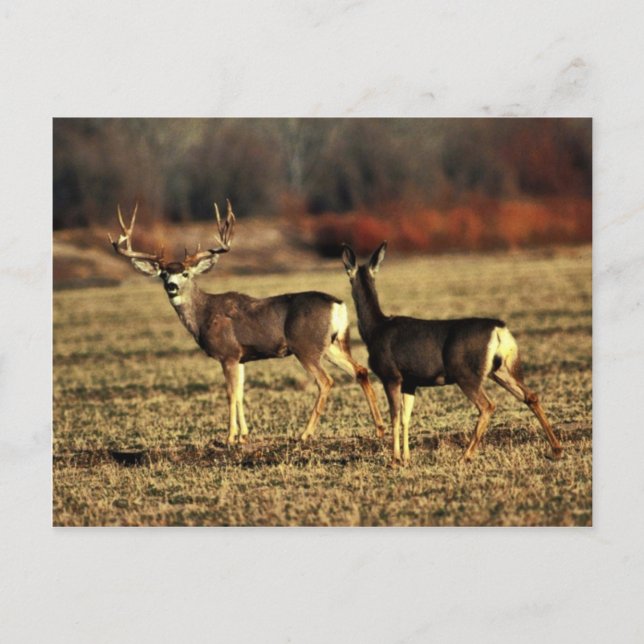 Carte Postale Mule Deer (Devant)