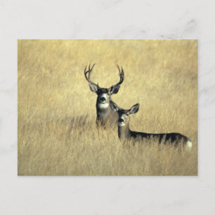 Carte Postale Mule Deer Buck - Do