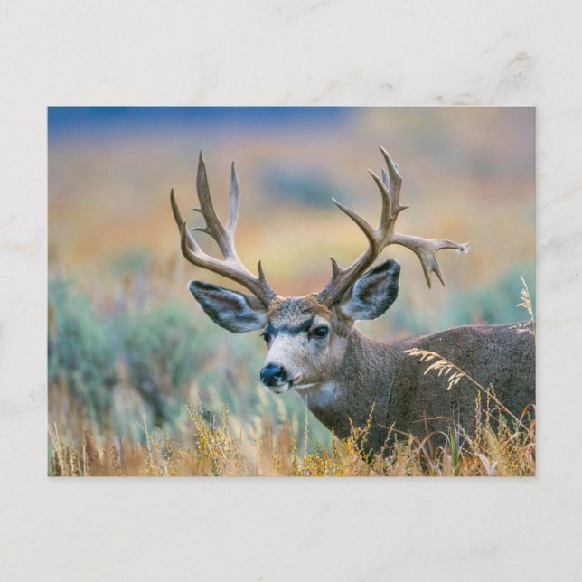 Carte Postale Mule Deer Buck | Grand Teton National Park Wyoming (Devant)