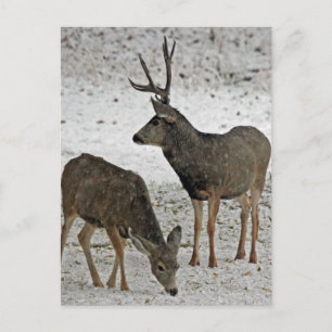 Carte Postale Mule deer bue et doe