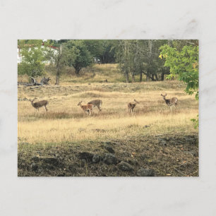 Carte Postale Mule Deer in a Field, Joseph, Oregon