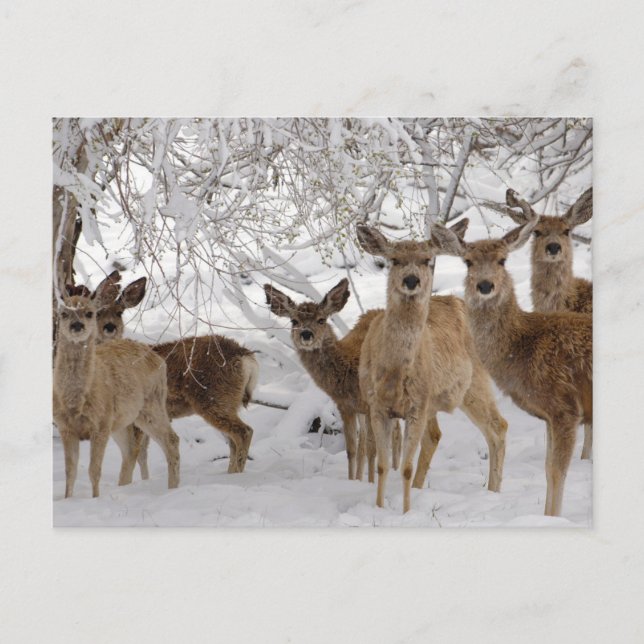 Carte Postale Mule Deer Wyoming (Devant)