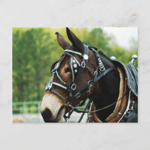 Carte Postale Mule Head