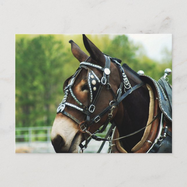 Carte Postale Mule Head (Devant)