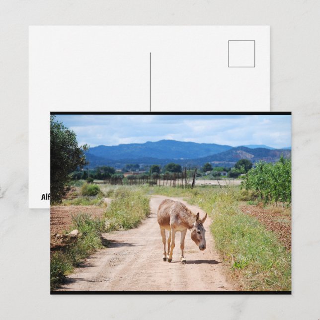 Carte Postale Mulet espagnol sur route de campagne (Devant / Derrière)