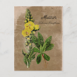 Carte postale Mullein de style vintage