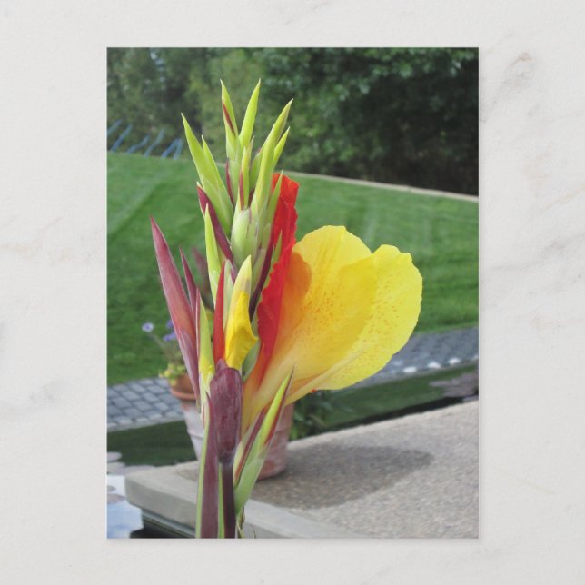 Carte postale multicolore Cannas Bloom (Devant)