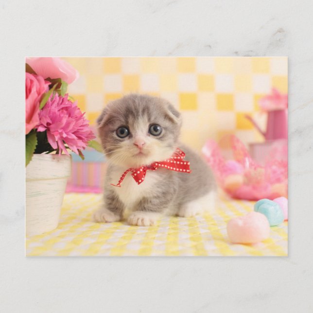 Carte Postale Munchkin Kitten (Devant)