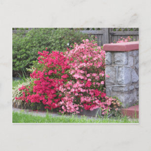 Carte Postale Mur Azalea