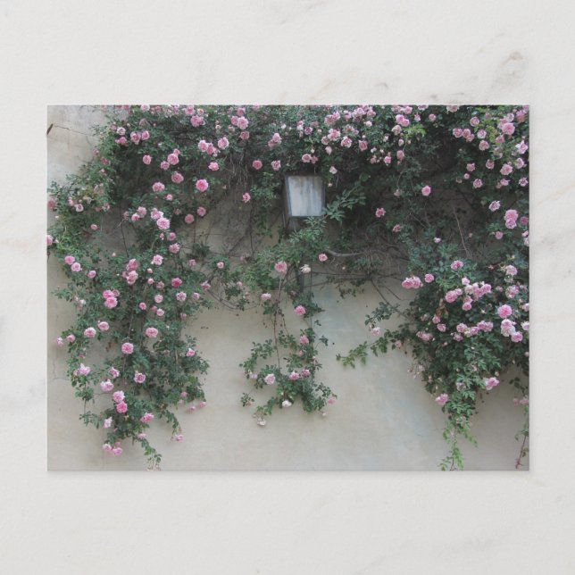 Carte Postale Mur de roses (Devant)