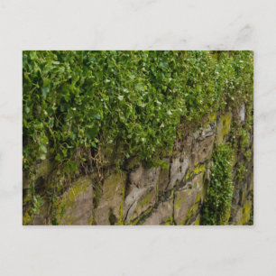 Carte Postale Mur D'Ivy