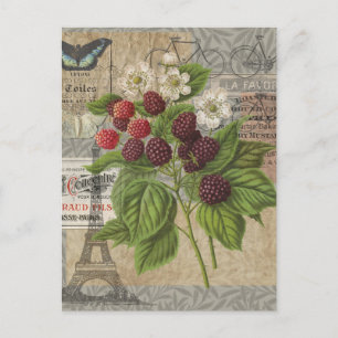 Carte Postale Mûres Vintage Collage d'Art Éphemère Français
